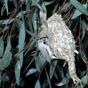 Wilf Taylor: White-tailed Warbler - at nest