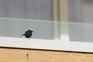 Oenanthe: White-tailed Wheatear
