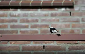 Oenanthe: White-tailed Wheatear
