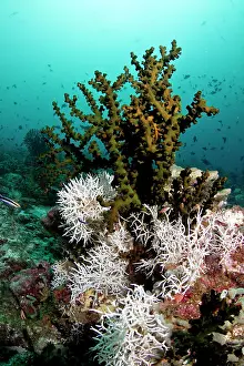 Tangled: White Tangled Bryozoan - Tubastrea Micranthus Coral