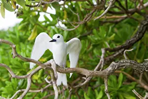 Gygis: White Tern