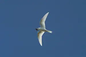 Keeling: White Tern carrying a fish