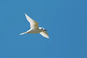 Gygis: White Tern carrying fish for its chick