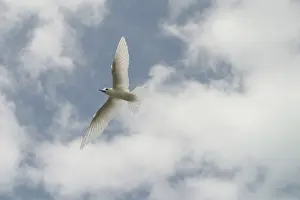 Keeling: White Tern - in flight