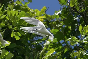 Keeling: White Tern - In flight