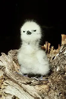 Sternidae: White Tern (Gygis alba) chick