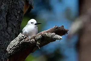 Gygis: White Tern sleeping while sitting on its egg on
