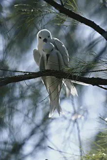 1976: White Terns Mating
