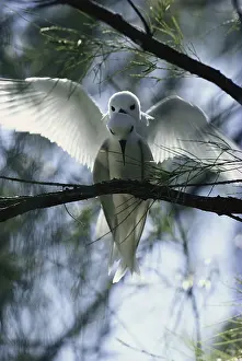 1976: White Terns Mating