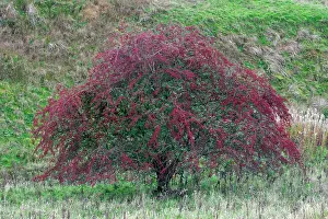 Ripened: White Thorn Tree - with ripened berries, autumn