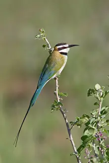 Albicollis: White-throated Bee-eater