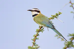Merops: White-throated Bee-eater