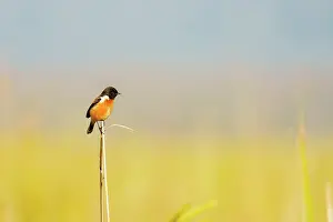 Zone: white-throated bush chat or Hodgson's bushchat