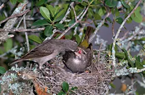 Regurgitating: White-throated Canary - male regurgitating food to female