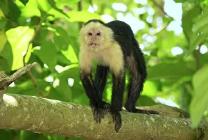 Capucinus: White-throated Capuchin