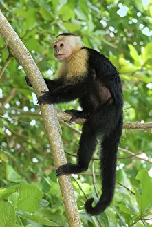 Capucinus: White-throated Capuchin
