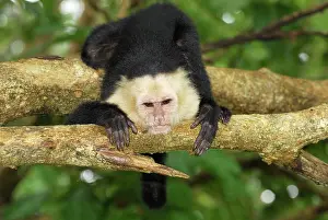 Capucinus: White-throated Capuchin