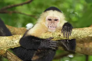 Capucinus: White-throated Capuchin