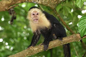 Capucinus: White-throated Capuchin