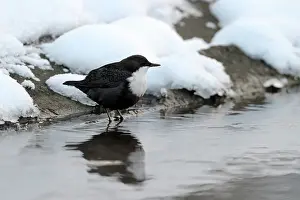 Waterleidingduinen: White-throated Dipper