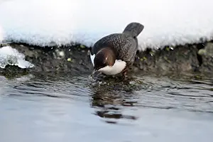 Waterleidingduinen: White-throated Dipper