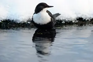 Waterleidingduinen: White-throated Dipper