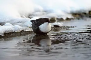 Waterleidingduinen: White-throated Dipper