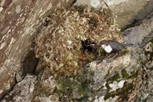 Flatanger: White-throated Dipper
