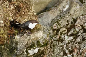 Flatanger: White-throated Dipper
