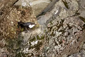 Flatanger: White-throated Dipper