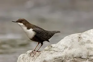 Huesca: White-throated Dipper