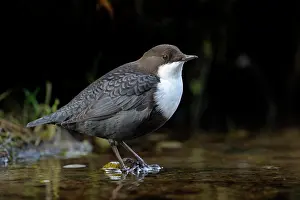 Duinen: White-throated Dipper