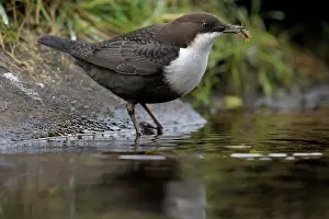 Duinen: White-throated Dipper