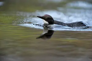 Duinen: White-throated Dipper
