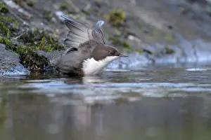 Duinen: White-throated Dipper