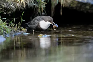Duinen: White-throated Dipper