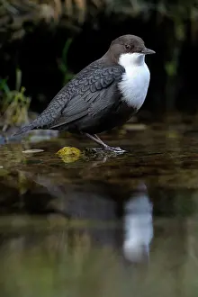 Duinen: White-throated Dipper