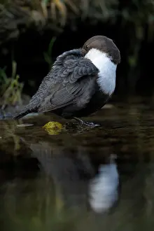 Duinen: White-throated Dipper