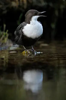 Duinen: White-throated Dipper
