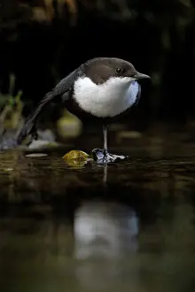 Duinen: White-throated Dipper