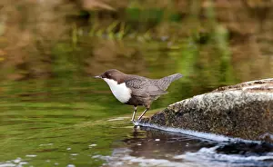 Duinen: White-throated Dipper