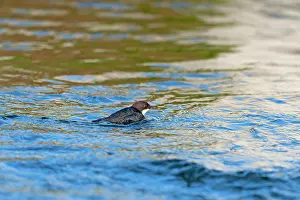 Amsterdam: White-throated Dipper