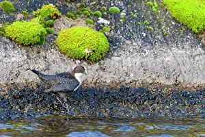 Dipper: White-throated Dipper