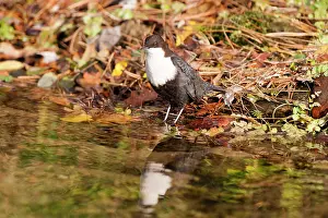 Dipper: White-throated Dipper