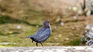Dipper: White-throated Dipper
