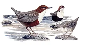 Dipper: White-throated Dipper