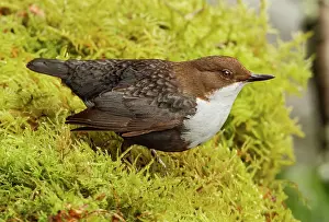 Mario Cea: White-throated Dipper adult perched in moss