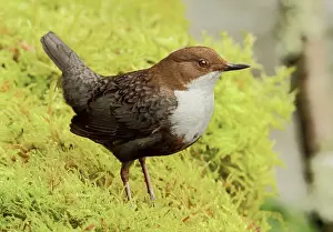 Mario Cea: White-throated Dipper adult perched in moss