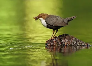 Mario Cea: White-throated Dipper adult at river with prey