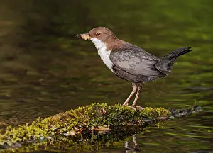 Mario Cea: White-throated Dipper adult at river with prey